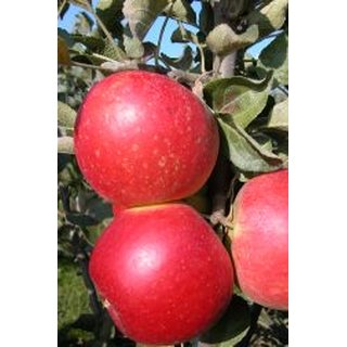 Apfel Mini-Cox ®