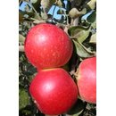 Apfel Mini-Cox ®