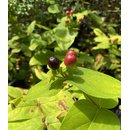 Hypericum androsaemum,Mannsblut