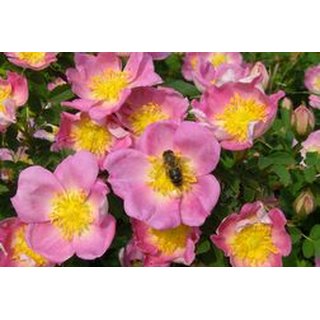 Bienenrose Zweibrücken (Rosa pimpinellifolia)