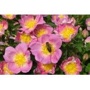 Bienenrose Zweibrücken (Rosa pimpinellifolia)