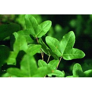 Acer monspessulanum (Burgen-Ahorn)