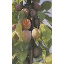 Pflaume Kuchelzwetschke, wurzelecht (Co)