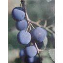 Prunus insititia, Krieche (wurzelecht) Co.