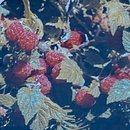 Rubus idaeus - Wildhimbeere
