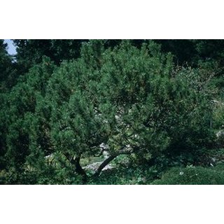 Pinus mugo (Latsche)
