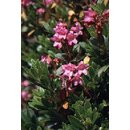 Rhododendron hirsutum (Grüne Alpenrose)